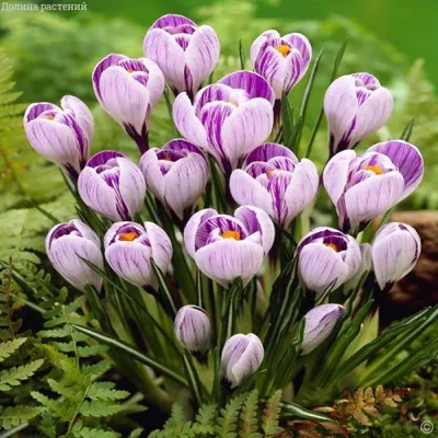 Крокус хорошенький (Crocus pulchellus) - PictureThis