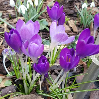 Крокус Руби Джайант (Crocus Ruby Giant) - Луковицы крокусов - купить  недорого Крокусы в Москве в интернет-магазине Сад вашей мечты