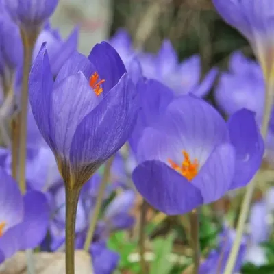 Волшебные фиолетовые крокусы: фотографии, которые легко скачать