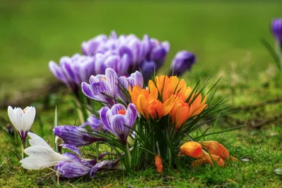 Крокусы искусственные цветы ✿ Искусственные цветы на кладбище купить  интернет магазин