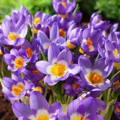 Крокусы цветущие в горшочке в ассортименте (ID#663940723), цена: 35 ₴,  купить на Prom.ua
