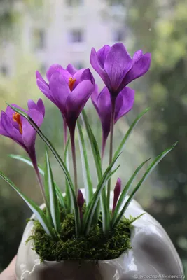 Весенние цветы крокусы на клумбе в форме сердца. Stock Photo | Adobe Stock