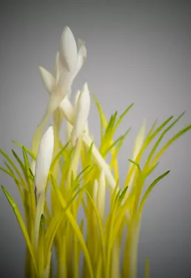 Крокус, плюральные крокусы или Croci род цветковых растений в семье радужки  Стоковое Фото - изображение насчитывающей напольно, зеленый: 142554622