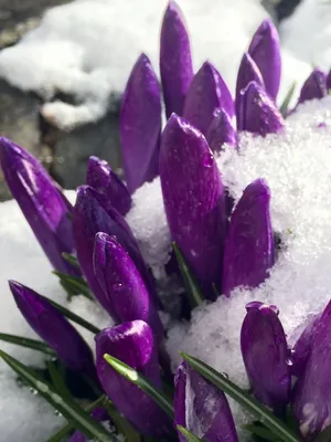 Крокусы под снегом: прекрасное сочетание природы