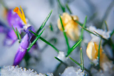 Уникальные крокусы под белоснежным вуалем зимы