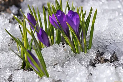 Фото крокусов: симфония цветов на фоне снега