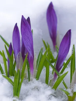 Крокусы под снежной шапкой: прогулка по зимнему саду