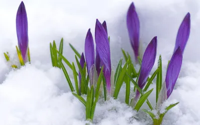 Крокусы под снежным одеялом: зимняя магия природы