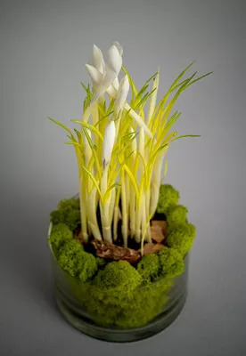 Карамельные крокусы в горшке