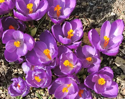 Крокусы, Гвоздики, Нарциссы, Гиацинты, Гвоздики в горшках! 🌷🌷🌷 Жодино.  Доставка. Упаковка. .. | ВКонтакте