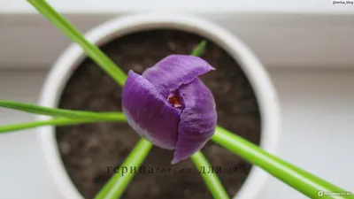 Крокус крупноцветковый весенний Flower Record - «Можно ли вырастить крокусы  в горшке? - Мой эксперимент! +ФОТО цветка» | отзывы