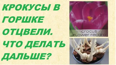 Крокусы в горшке | Сравнить цены и купить на Prom.ua
