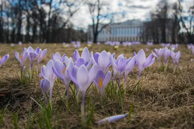 Время высаживать крупноцветковые крокусы - посадка, уход, фото, как  вырастить и собрать урожай - «Блог Флориум.юа» 2024