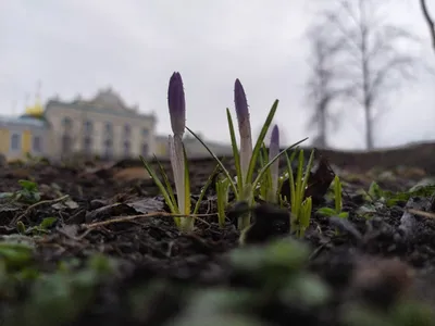 Первые крокусы в саду😍🤗💜 | Acquerello floreale, Floreale, Acquerello