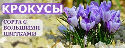 Крокусы в саду - онлайн-пазл