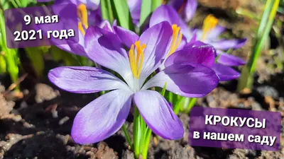 В Харьковском ботаническом саду расцвели крокусы и иридодиктиумы (ФОТО) |  РЕДПОСТ