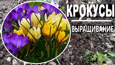 Крокусы \"Дельфт Блю\" Идеальные партнеры, микс купить недорого в  интернет-магазине товаров для сада Бауцентр