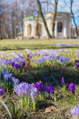 Крокусы и мать-и-мачеха зацвели в Ботаническом саду - svao.today