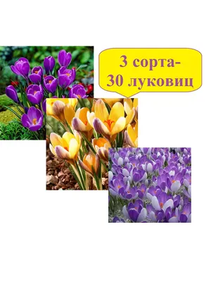 Весенние цветы крокусы на клумбе в форме сердца. Stock Photo | Adobe Stock