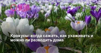 Фотофакт. Первые весенние подснежники и крокусы появились в ботаническом  саду - Минск-новости