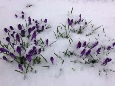 Крокусы в снегу фотографии