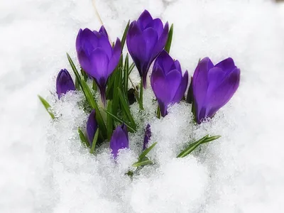 Фото крокусов в снегу: удивительные картинки для фона