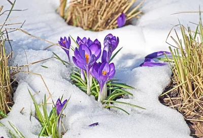 Крокусы в снегу: великолепные фото с возможностью загрузки