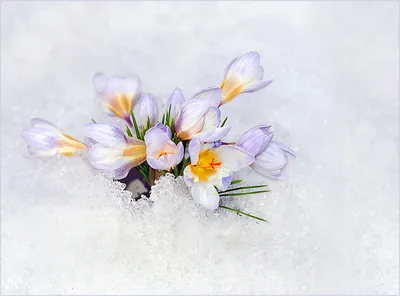 Крокусы в снегу: красивые фотографии для вашего проекта