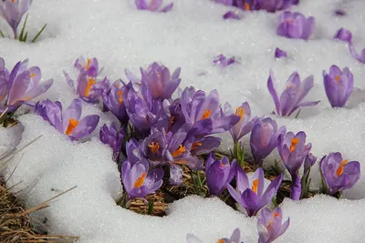 Фотографии крокусов в снегу: бесплатное скачивание