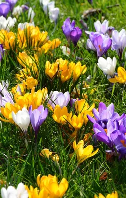 Крокусы (50 фото цветов): посадка, уход, размножение