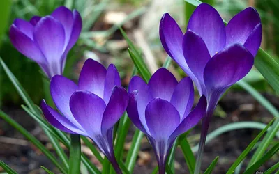 Картинка Крокусы синие » Разные цветы » Цветы » Картинки 24 - скачать  картинки бесплатно