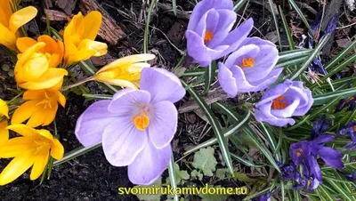 Цветок крокус (шафран), крокусы – фото цветов