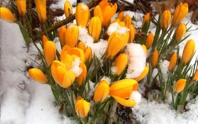 Картинка Крокусы в снегу » Весенние цветы » Цветы » Картинки 24 - скачать  картинки бесплатно