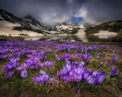 Крокусы в горах. Photographer Krasimir Matarov