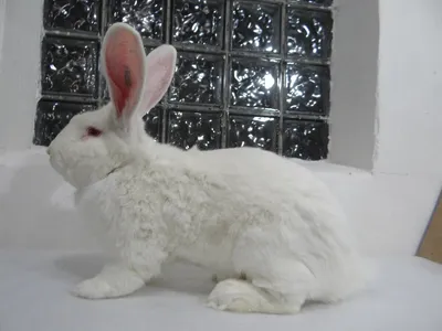 Порода кроликов - Ризен Белый | Кролики из Европы | Дзен