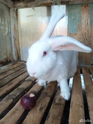 Кролики Белый великан купить в Чайковском | Животные и зоотовары | Авито