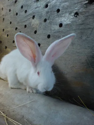 Всё о породе кроликов Белый великан | Крольчата, Животные, Кролик