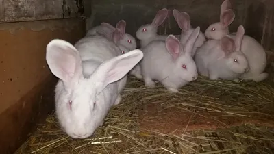 Кролики Белый Великан.: 200 грн. - Сельхоз животные Днепр на Olx