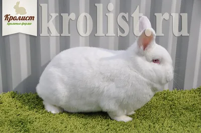 Новозеландский кролик белый — все о породе, разведение, уход, фото, отзывы
