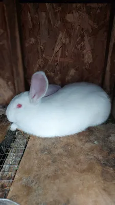 Кролик самец, белый великан