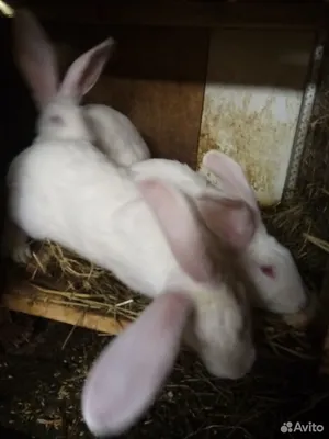 Кролики белый великан купить в Сургуте | Животные и зоотовары | Авито