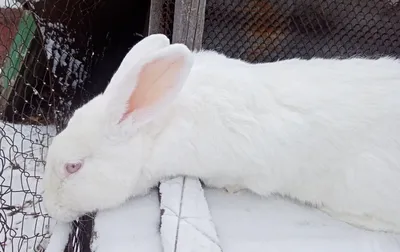 Кролики белый Великан: 12 000 тг. - Кролики Кокшетау на Olx