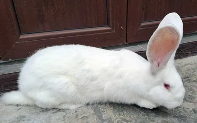 Кролики породы Белый Великан, возраст 4 месяца,: 600 грн. - Сельхоз  животные Богатыровка на Olx