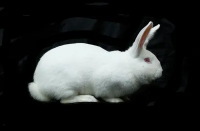 Самые известные породы кроликов для разведения в ЛПХ | ПРОФИ своего дела |  Дзен