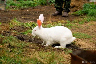 Кролики породы Белый Великан: 200 грн. - Сельхоз животные Днепр на Olx