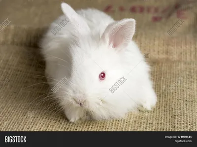 Продаю кроликов 3,5 месяца 750 сом: 650 KGS ᐈ Кролики | Новопавловка |  53342692 ➤ lalafo.kg