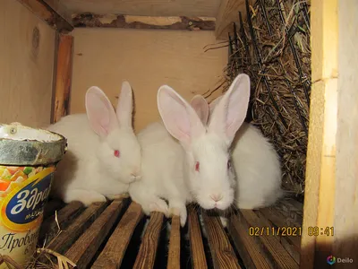 Кролик Белый Великан 2 мес – цена, купить в Москве на сайте птицеводческого  хозяйства «Орловский дворик»
