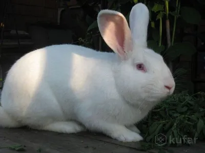 Порода белых кроликов с красными глазами - 73 фото