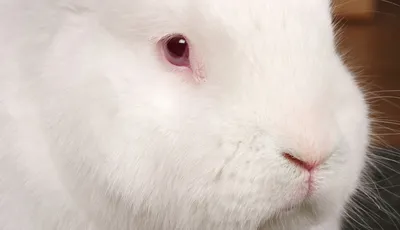За белыми кроликами — Восточный берег