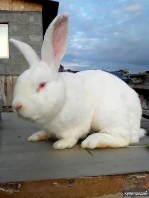 Продам кроликов порода белый и серый великан купить на Зозу.ру